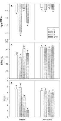 Combined Drought and Heat Activates Protective Responses in Eucalyptus globulus That Are Not Activated When Subjected to Drought or Heat Stress Alone